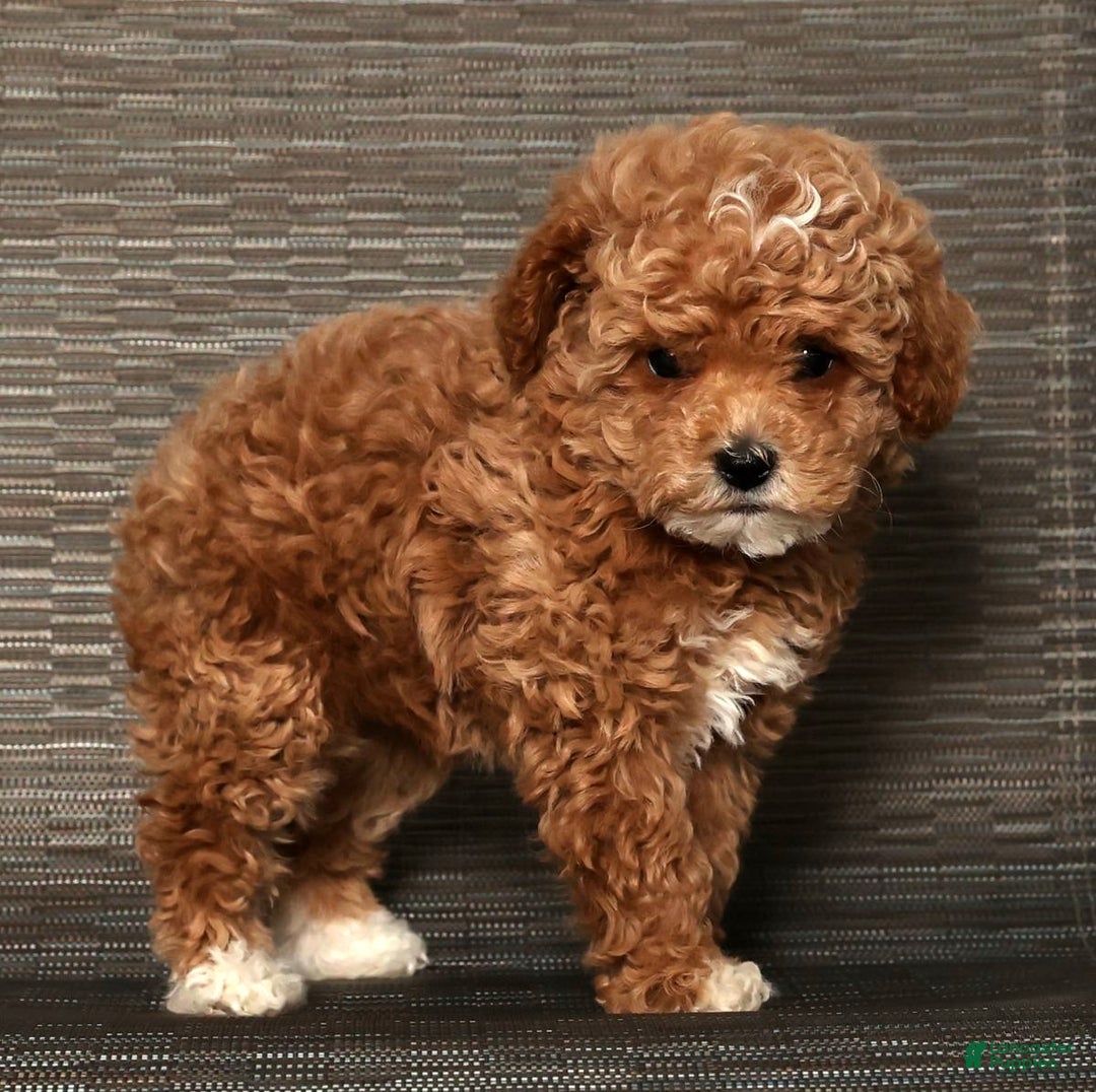 Cockapoo dogs for sale: Nancy - Ad 8