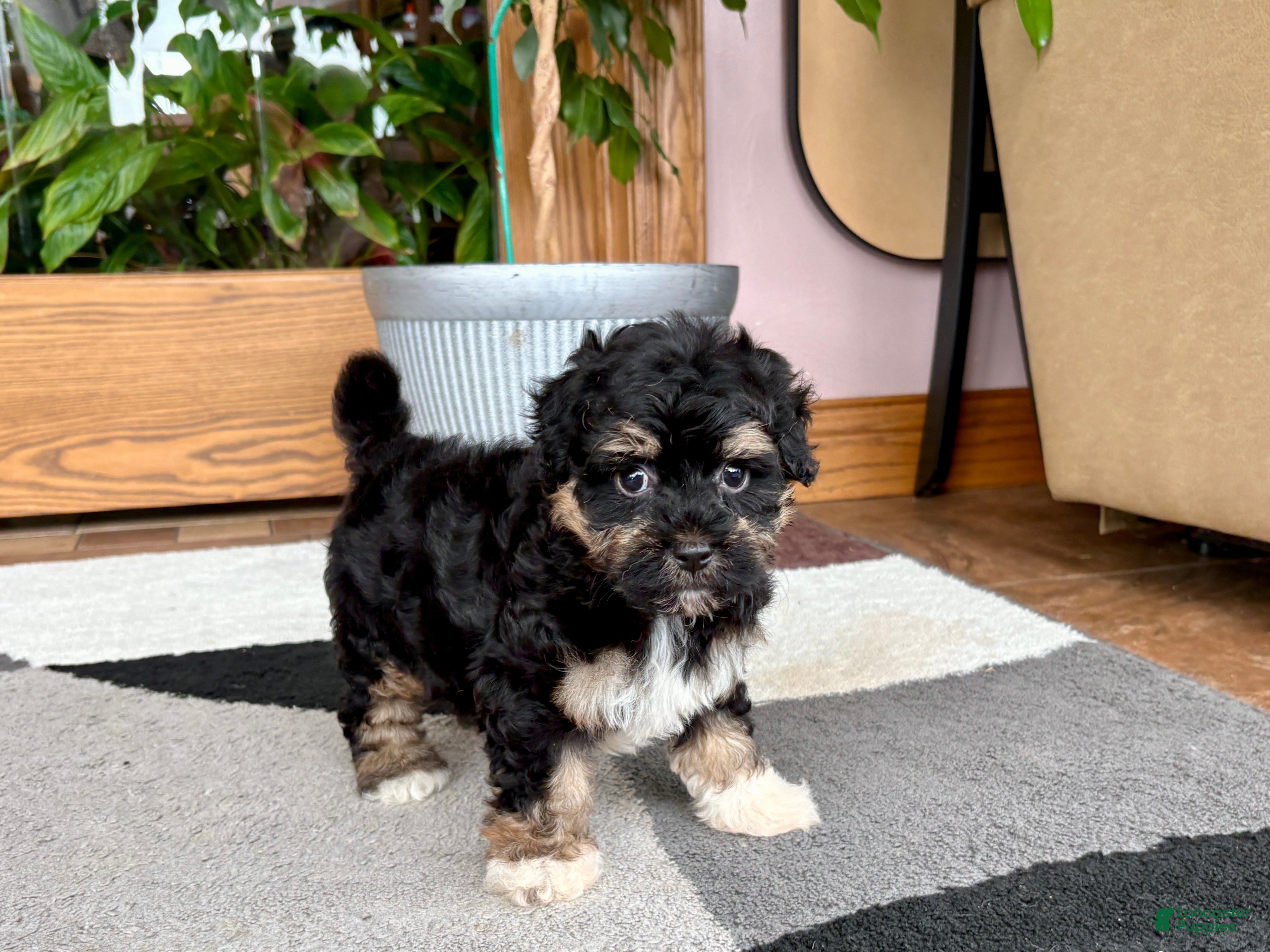 Havapoo dogs Havapoo boy 1 TriColor - Ad 1