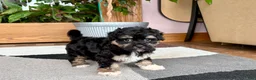 Havapoo dogs for sale: Havapoo boy 1 TriColor - Ad 1