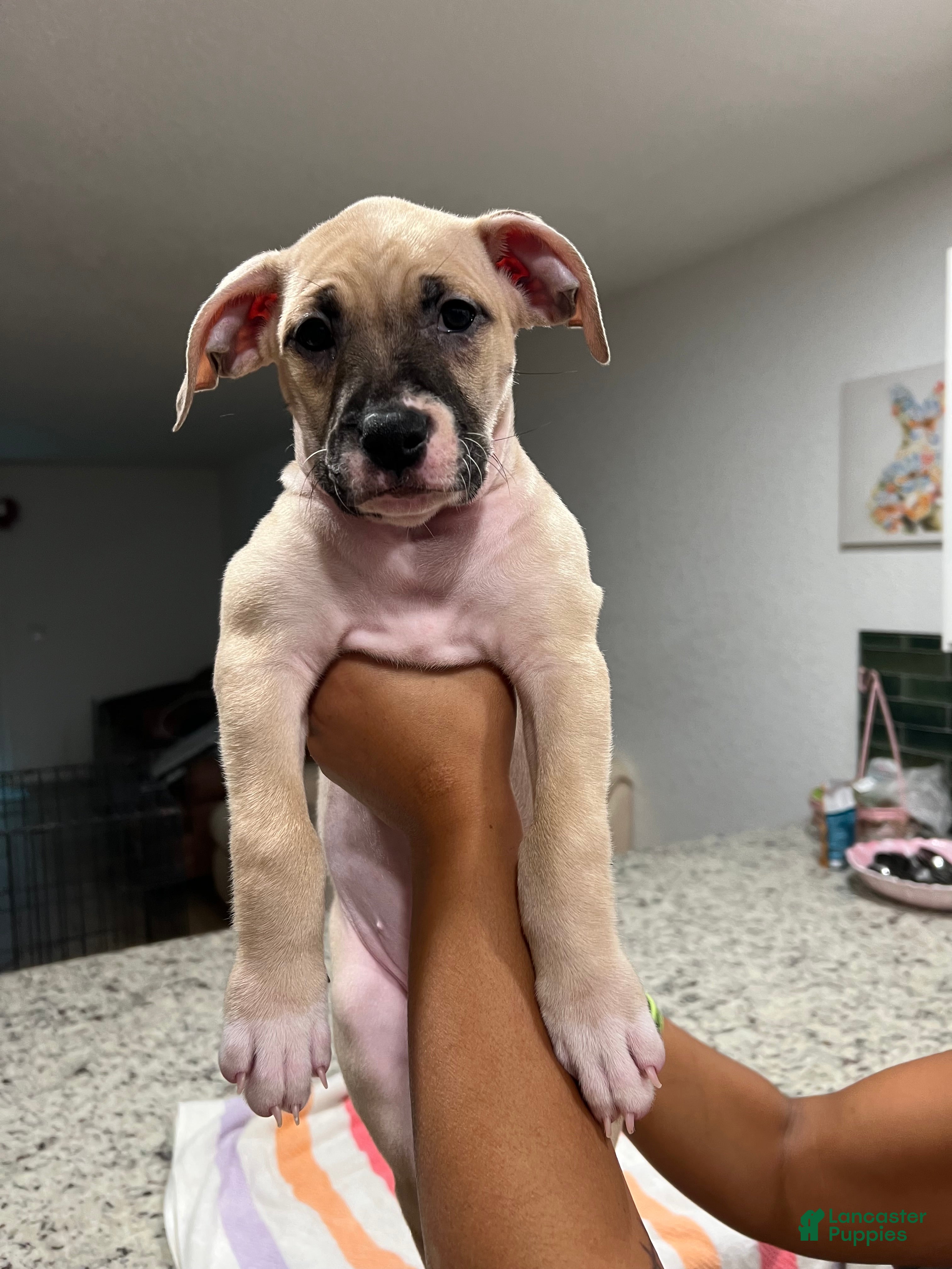 Mixed Breed dogs Mixed Breed 1 - Ad 1