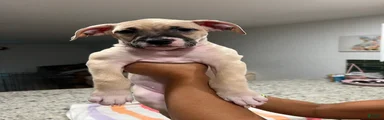 Mixed Breed 1