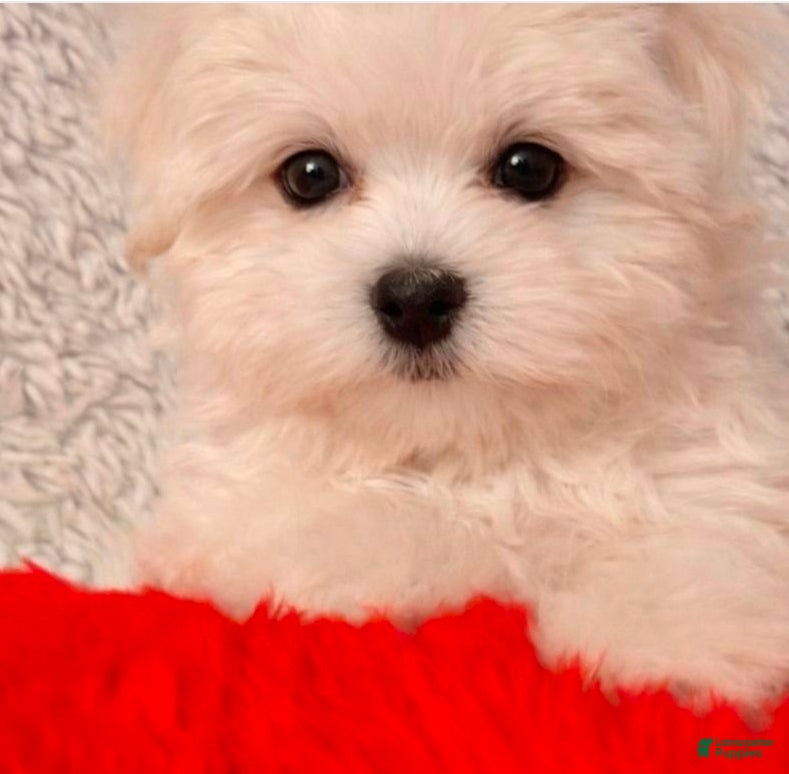 Yorkiepoo dogs Yorkiepoo tiny toy Puppy 2 - Ad 4