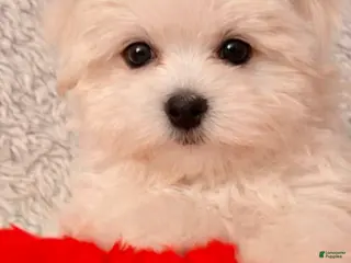 Yorkiepoo dogs Yorkiepoo tiny toy Puppy 2 - Ad 4