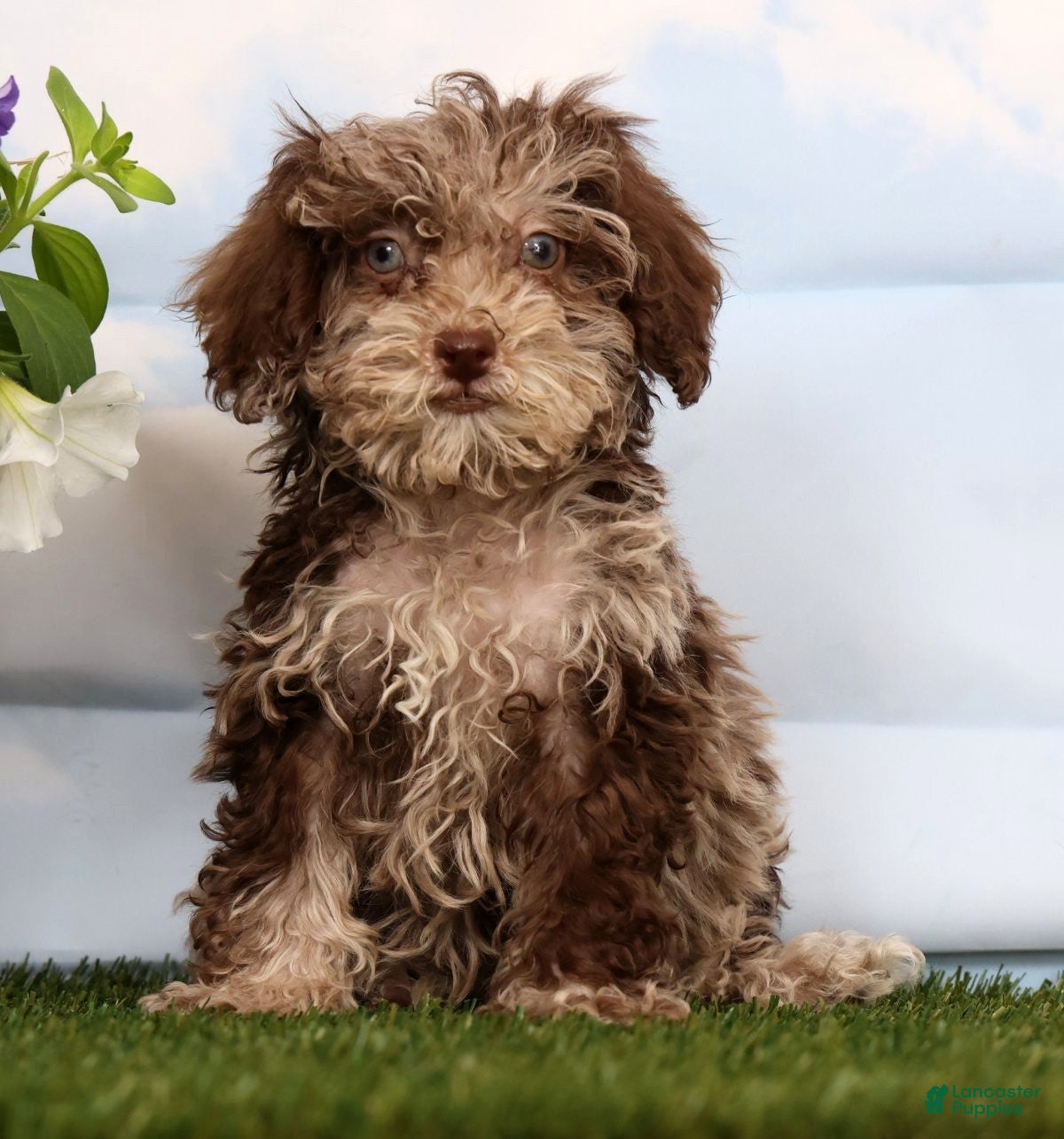 Cavapoo dogs Dino - Ad 1