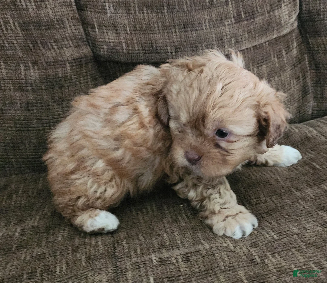Shihpoo dogs for sale: HADES - Ad 7