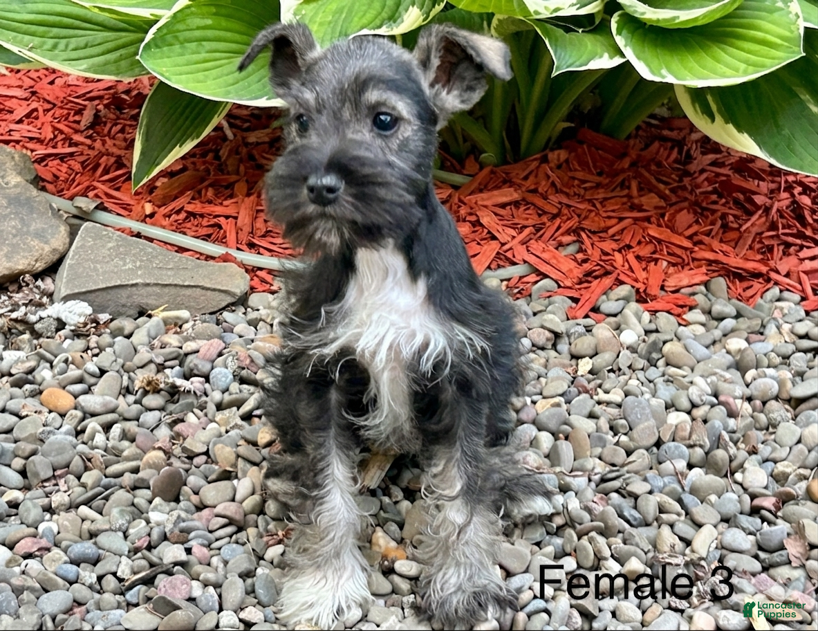 Miniature Schnauzer dogs Cher - Ad 38