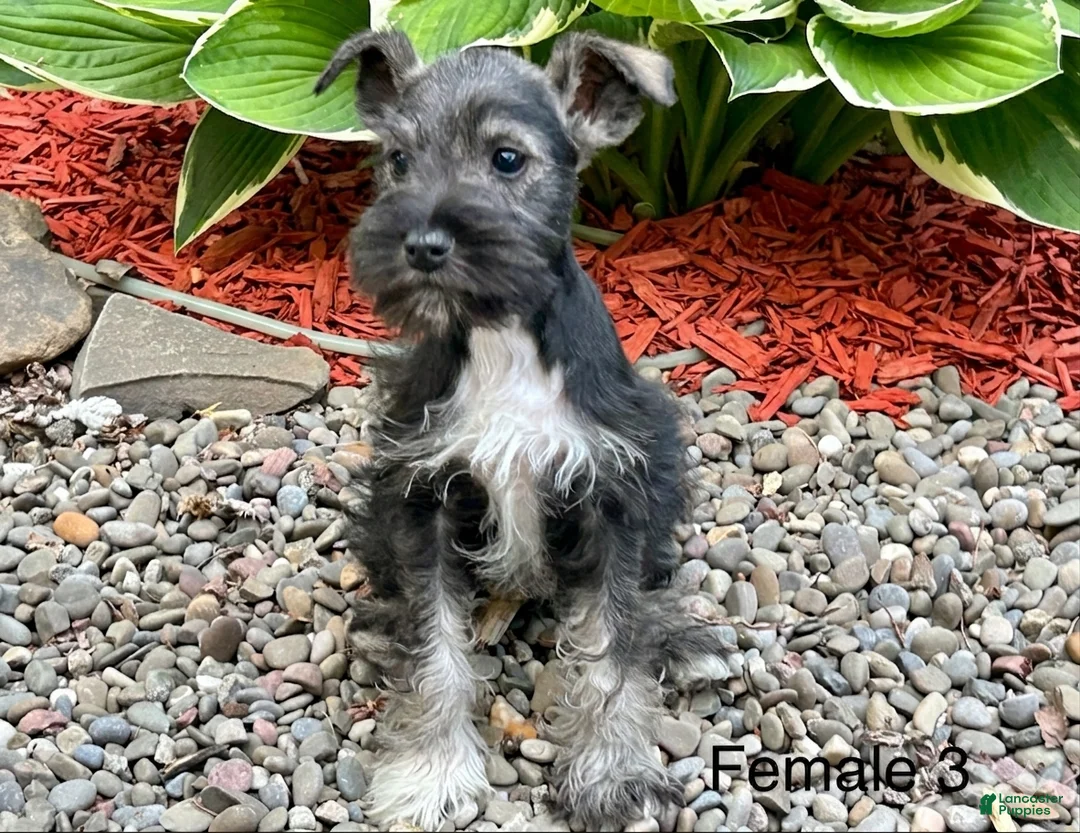 Miniature Schnauzer dogs for sale: Cher - Ad 1