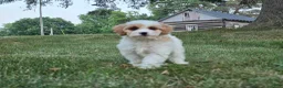 Cavapoo dogs for sale: Clove  - Ad 9