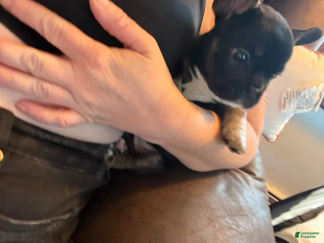 French Bulldog dogs for sale: French Bulldog 1 - Ad 5