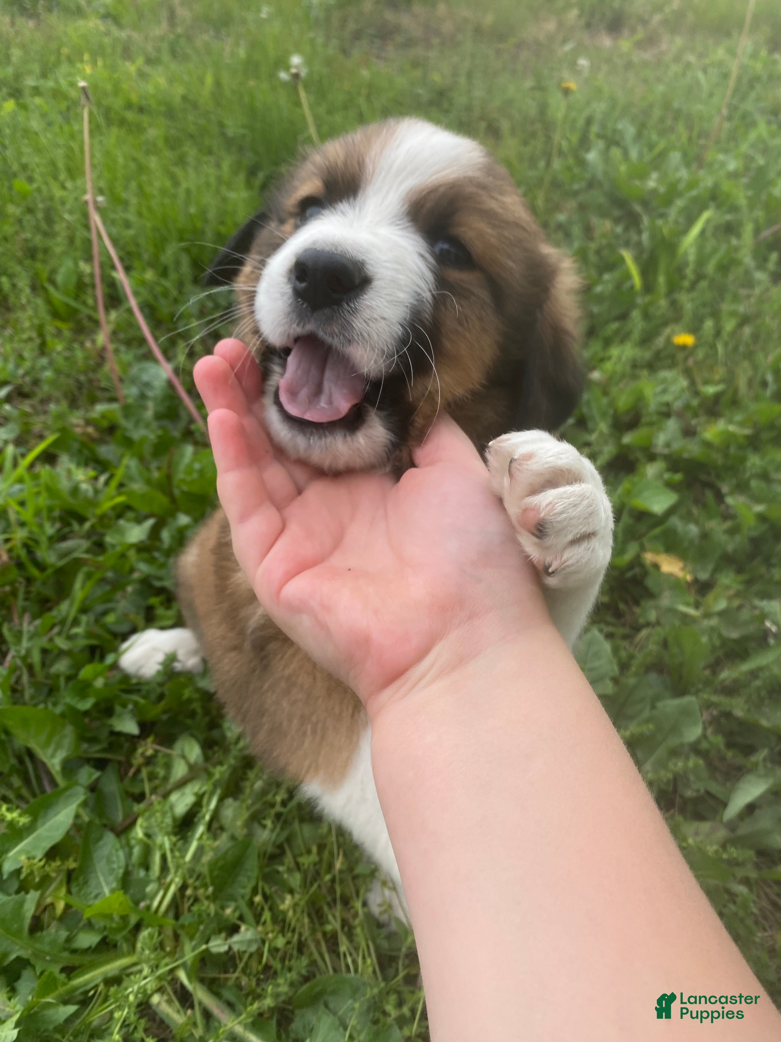 Mixed Breed dogs for sale: ♥️SWEET TIMBER ♥️ - Ad 3