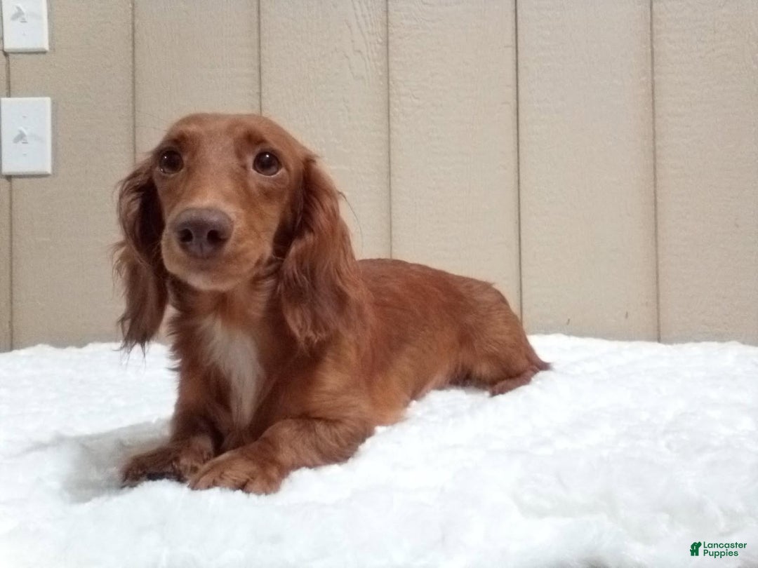 Miniature Dachshund dogs for sale: Jaxon - Ad 6