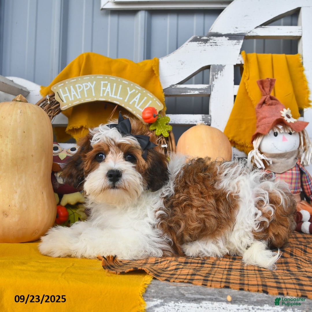 Lhasapoo dogs for sale: Lhasa Poo 3 puppies - Ad 22