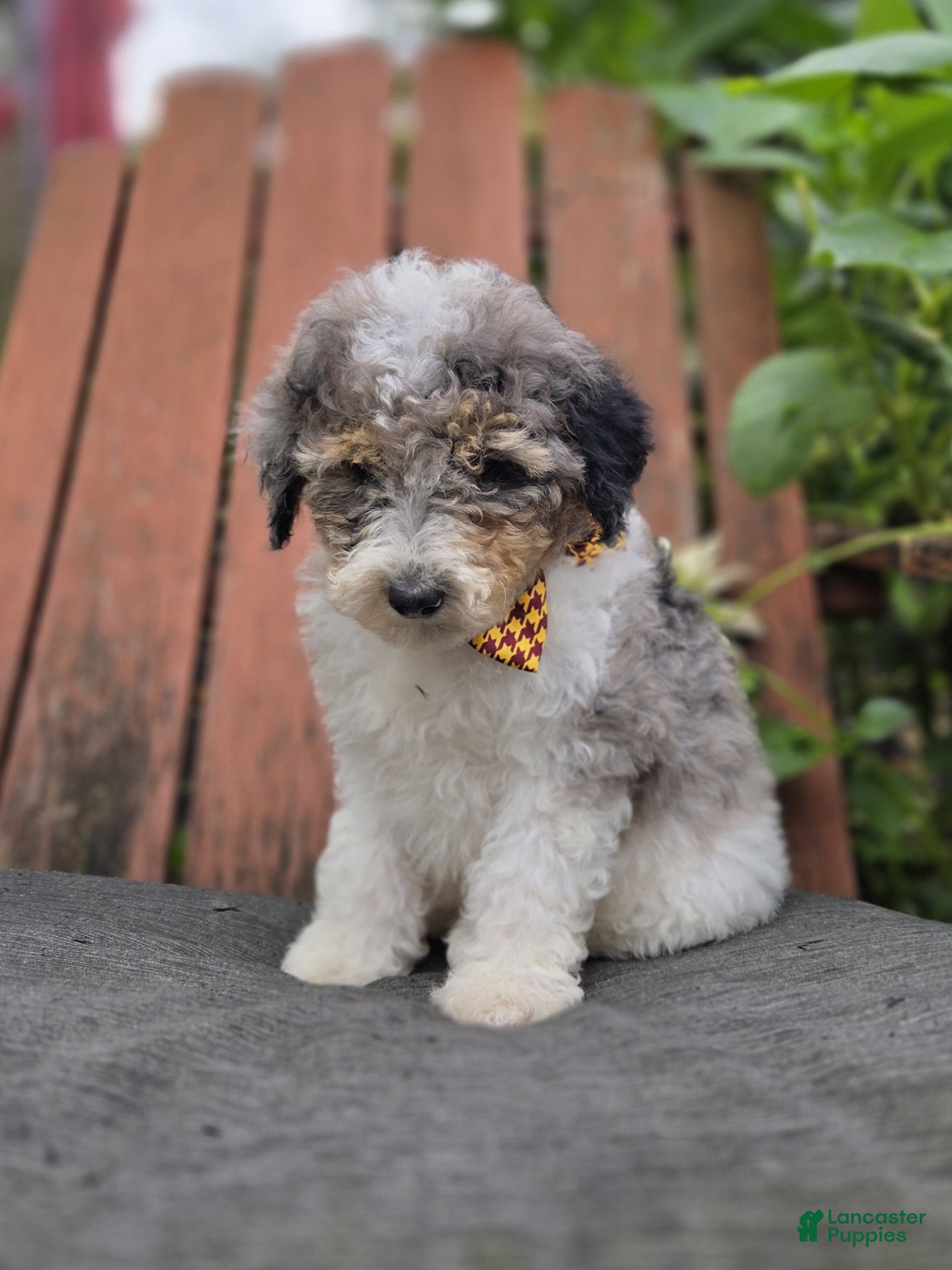 Tucker (Sheepadoodle Miniature, Male) in Waterloo, NY