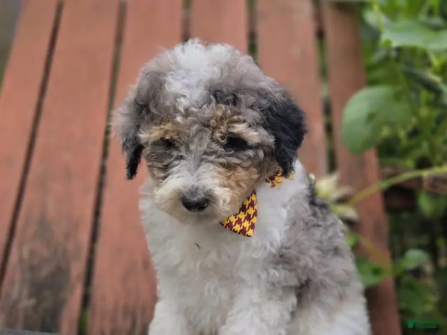 Mini Sheepadoodle dogs Tucker - Ad 1