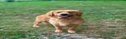 Golden Retriever dogs for sale: Luna - Ad 3