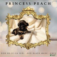 Shih Tzu dogs Princess Peach - Ad 39