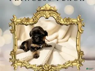 Shih Tzu dogs Princess Peach - Ad 34