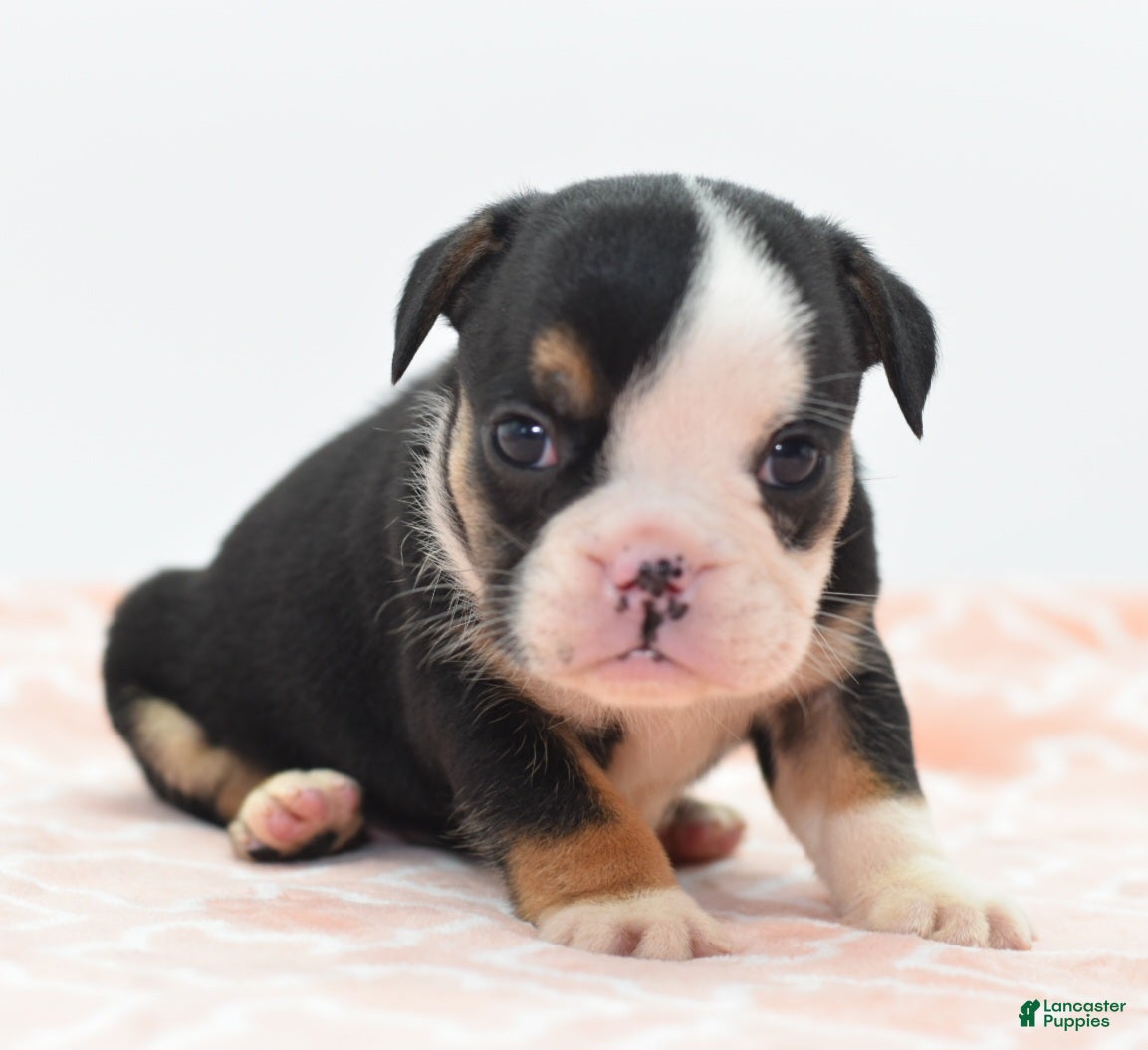 Mixed Breed dogs Princess  - Ad 1