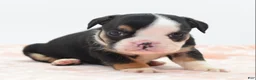 Mixed Breed dogs for sale: Princess  - Ad 25
