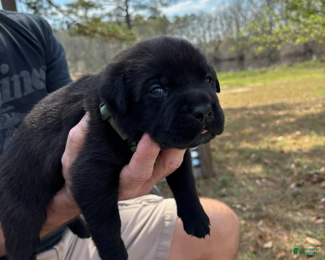 Mixed Breed dogs for sale: Orange - Ad 11