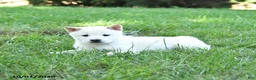Shiba Inu dogs for sale: Griffin - Ad 4