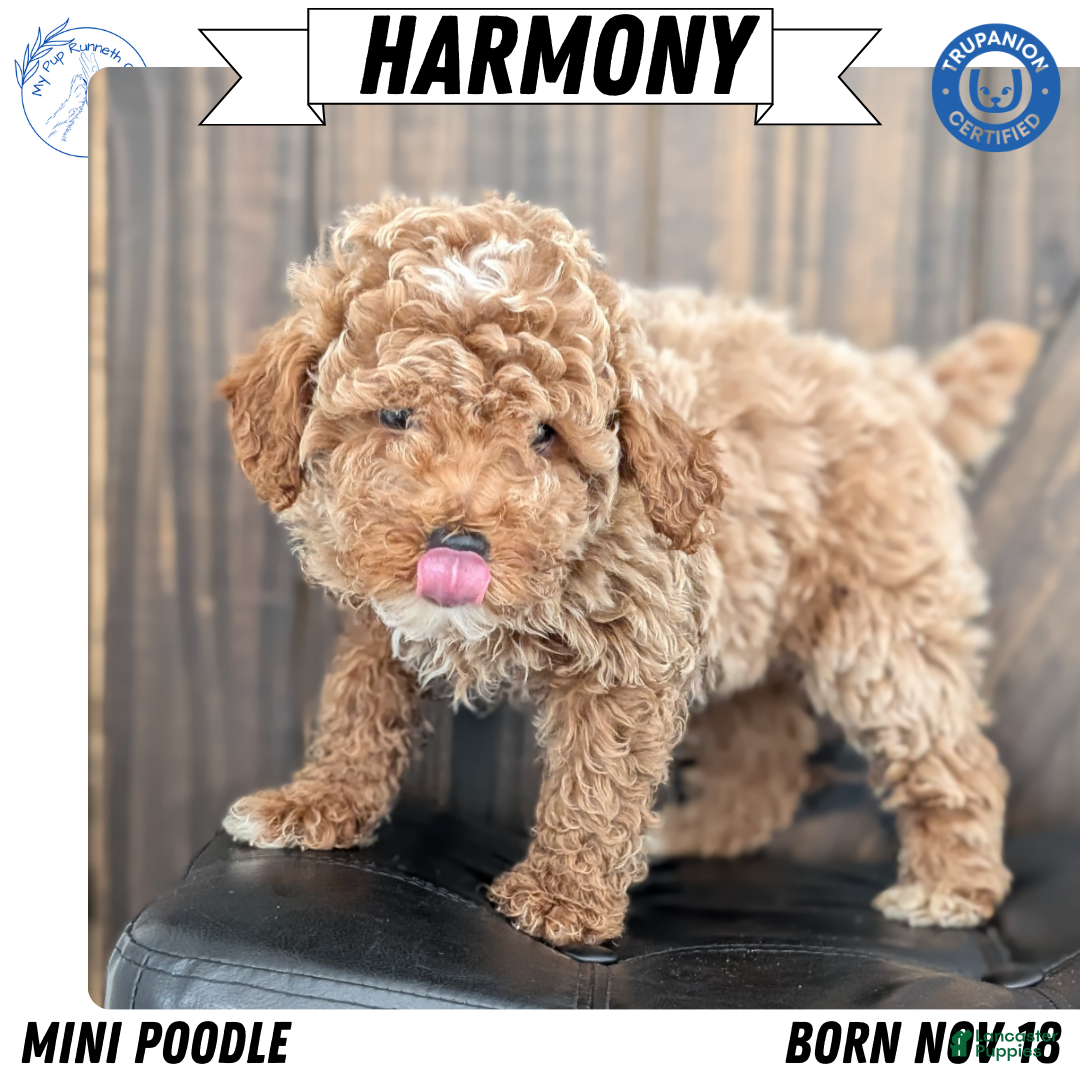 Miniature Poodle dogs Harmony  - Ad 1