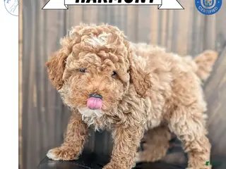 Miniature Poodle dogs Harmony - Ad 25