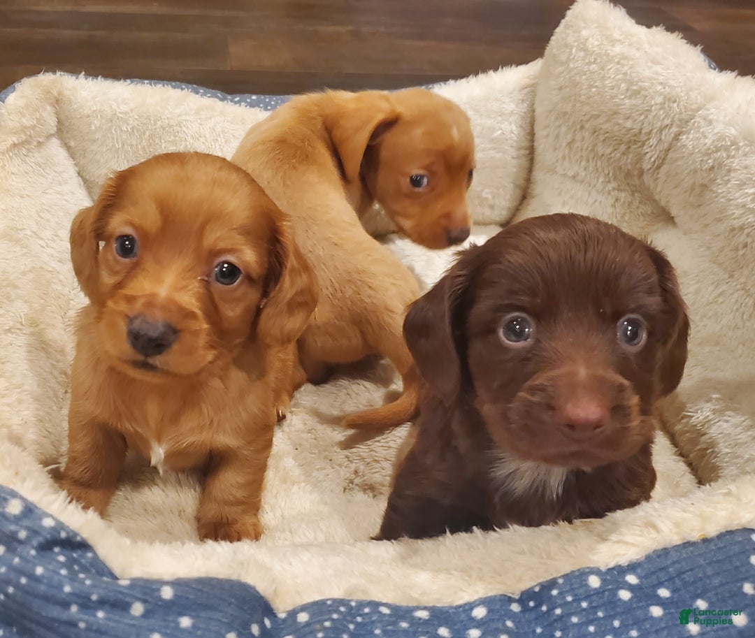 Dachshund dogs for sale: Dachshund Puppy 1 - Ad 1