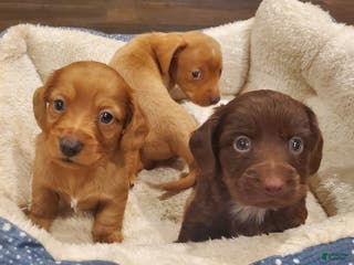 Dachshund dogs Dachshund Puppy 1 - Ad 18