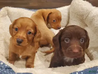 Dachshund dogs Dachshund Puppy 1 - Ad 23