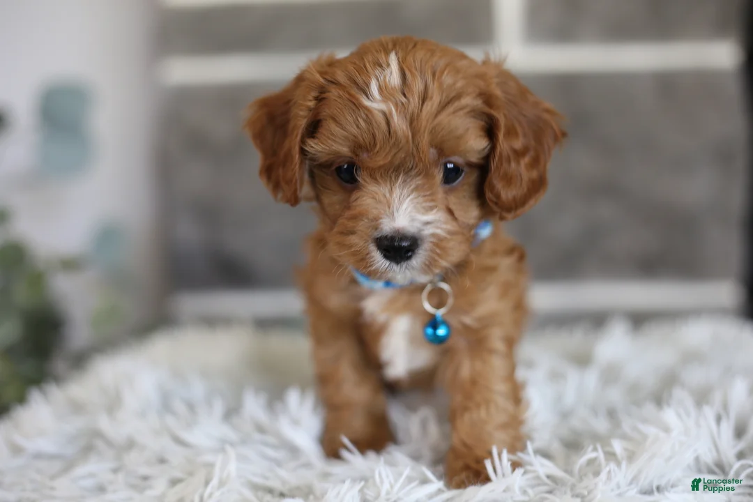 Cavapoo dogs for sale: Beanie - Ad 1