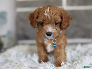 Cavapoo dogs for sale: Beanie - Ad 3