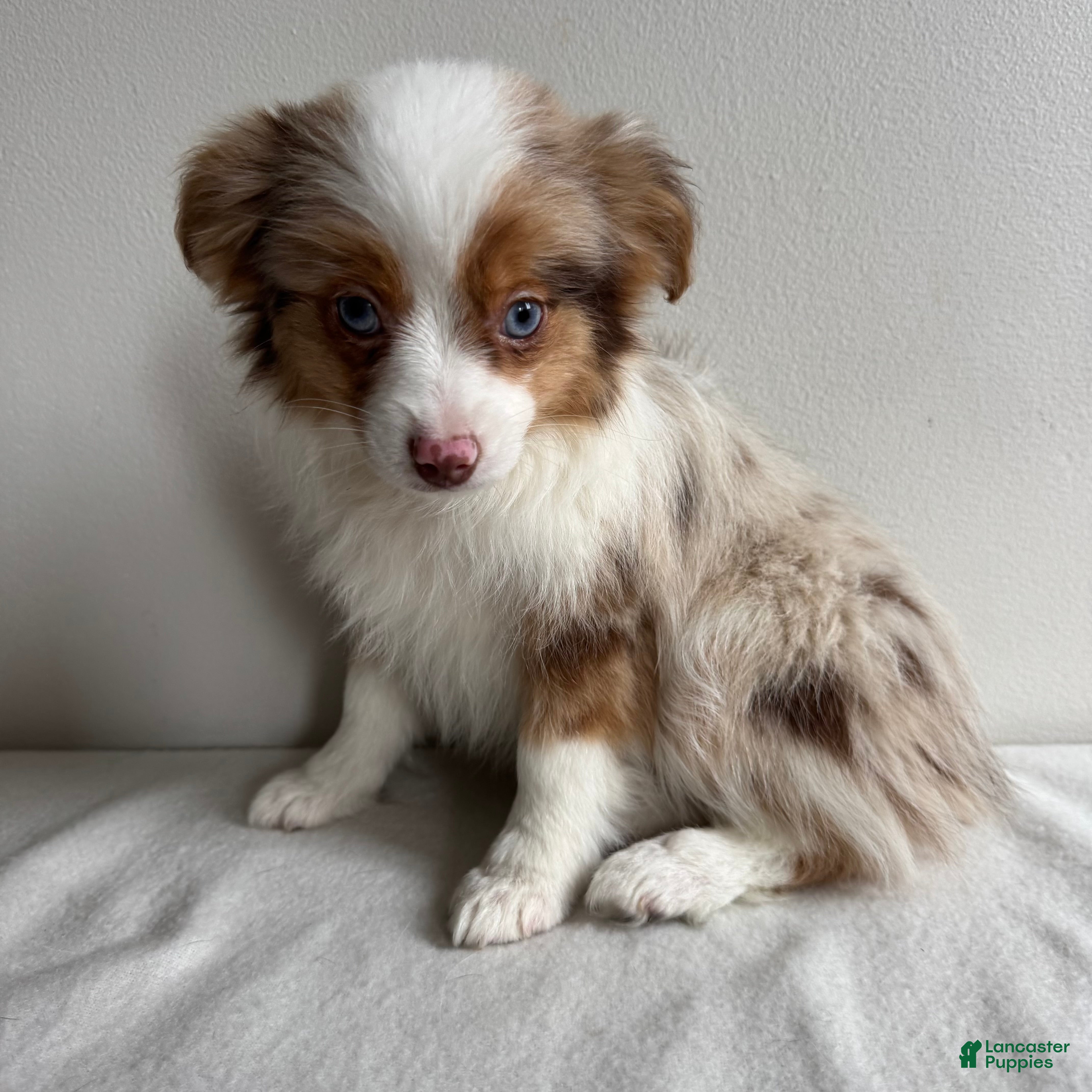 Toy Australian Shepherd dogs Stassi - Ad 2