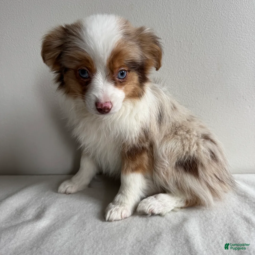 Toy Australian Shepherd dogs for sale: Stassi - Ad 1