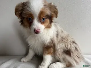 Toy Australian Shepherd dogs Stassi - Ad 6