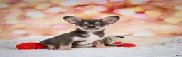 Chihuahua dogs for sale: Dallas - Ad 3