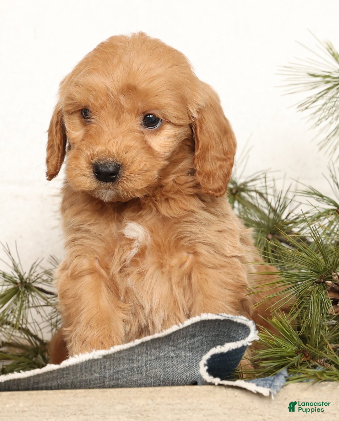 Mini Goldendoodle dogs for sale: Murphy - Ad 6
