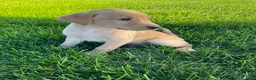 Labrador Retriever dogs for sale: Silas - Ad 4