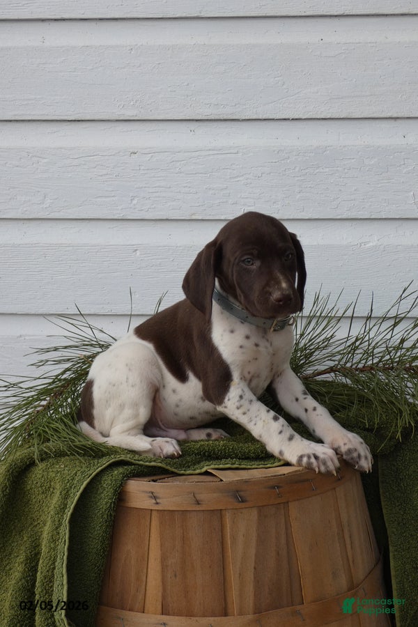 Mixed Breed dogs Taffy - Ad 8