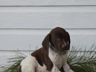 Mixed Breed dogs Taffy - Ad 29