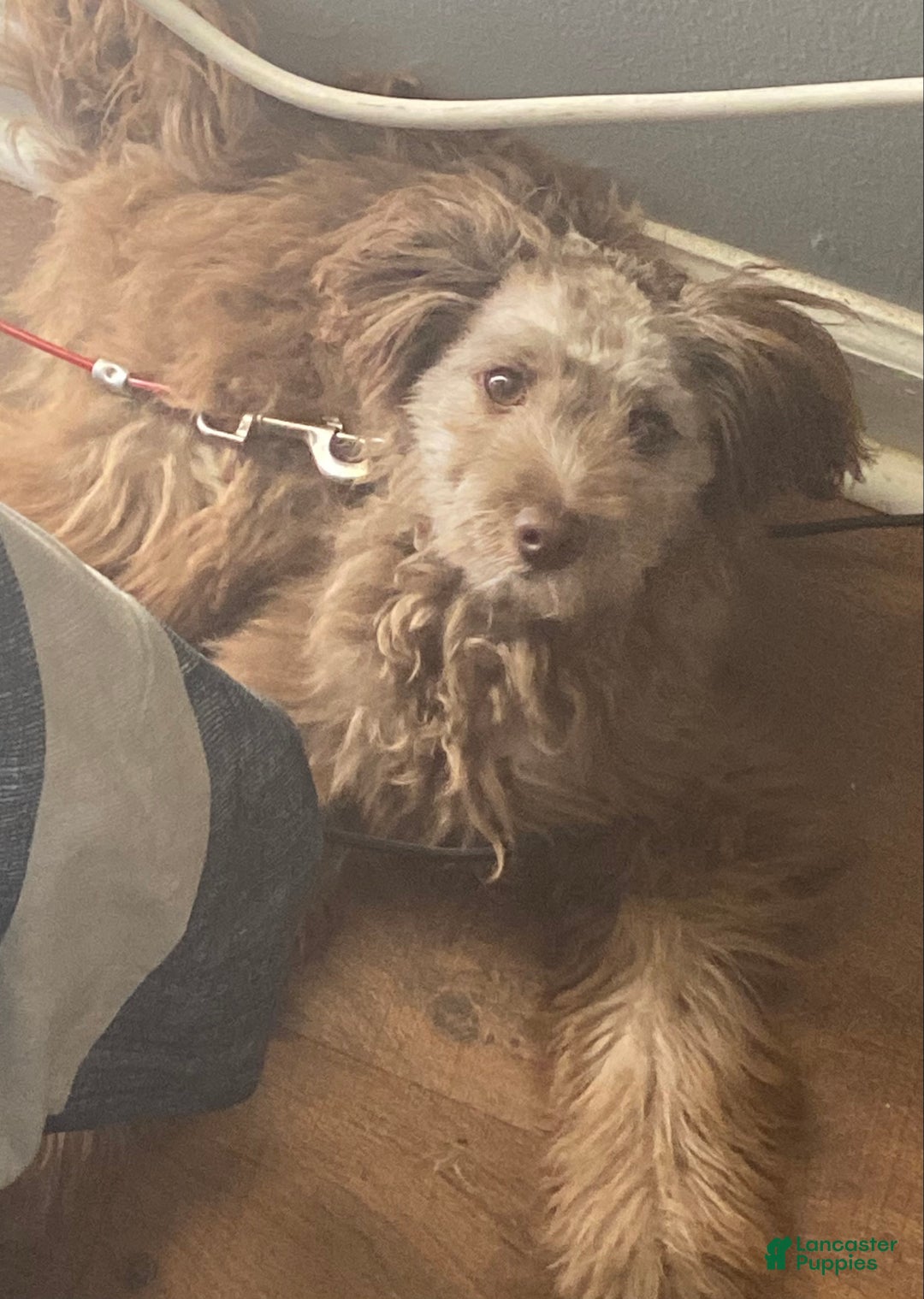 Pomapoo dogs for sale: Pomapoo Puppy 1 - Ad 1