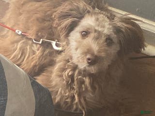 Pomapoo dogs Pomapoo Puppy 1 - Ad 42