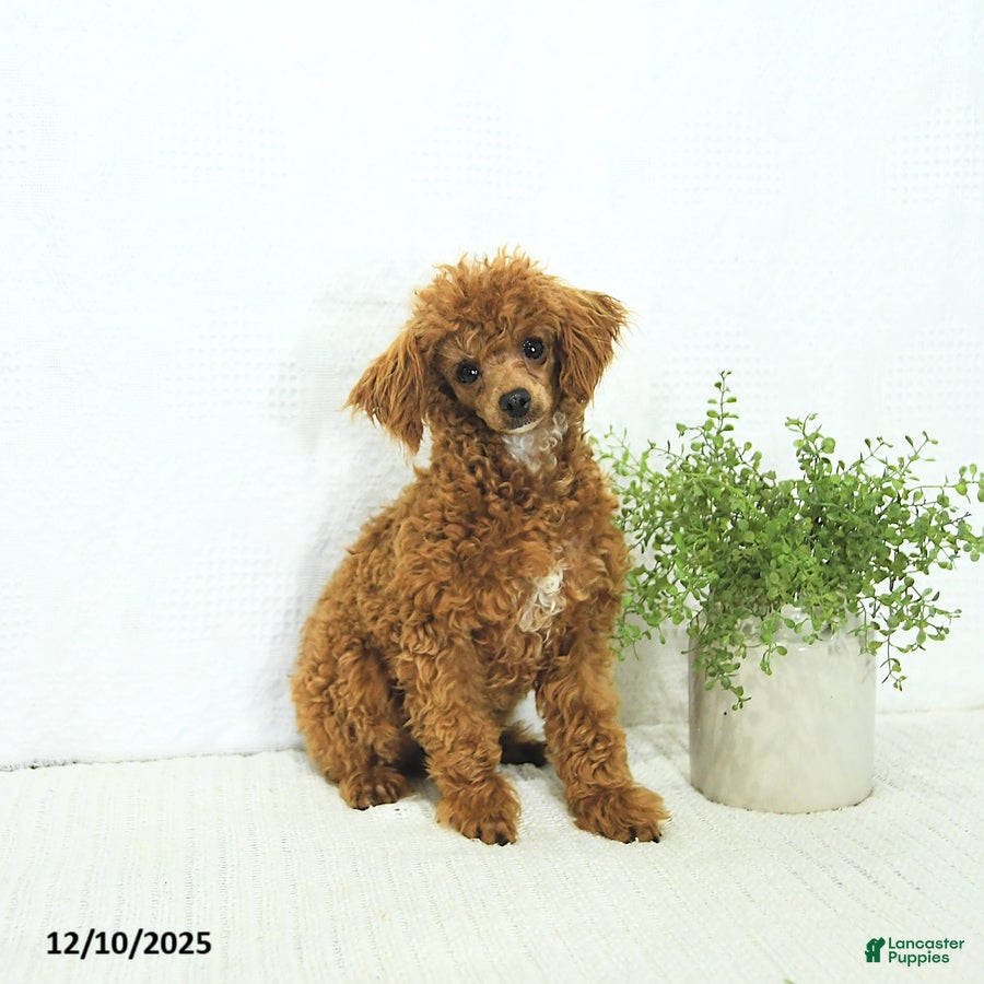Miniature Poodle dogs for sale: Logan - Ad 7
