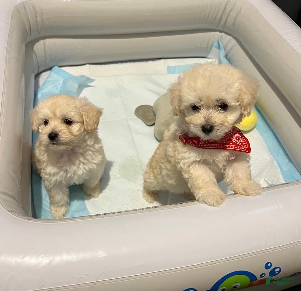 Maltipoo dogs Max  - Ad 2