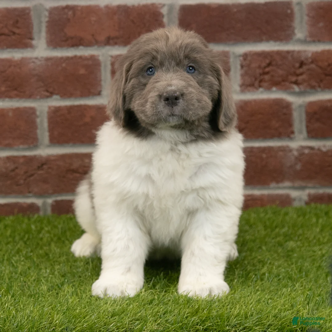 Newfoundland dogs for sale: Alexus - Ad 2
