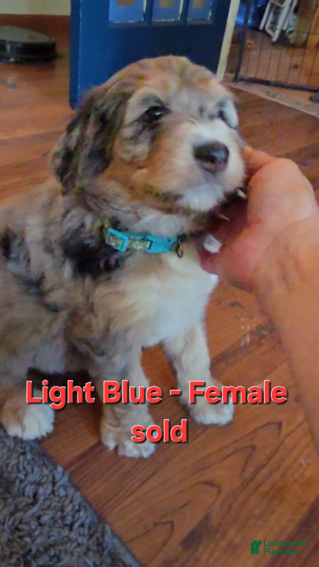 Bernedoodle dogs for sale: Bernedoodle 4 Light Blue collar  - Ad 1