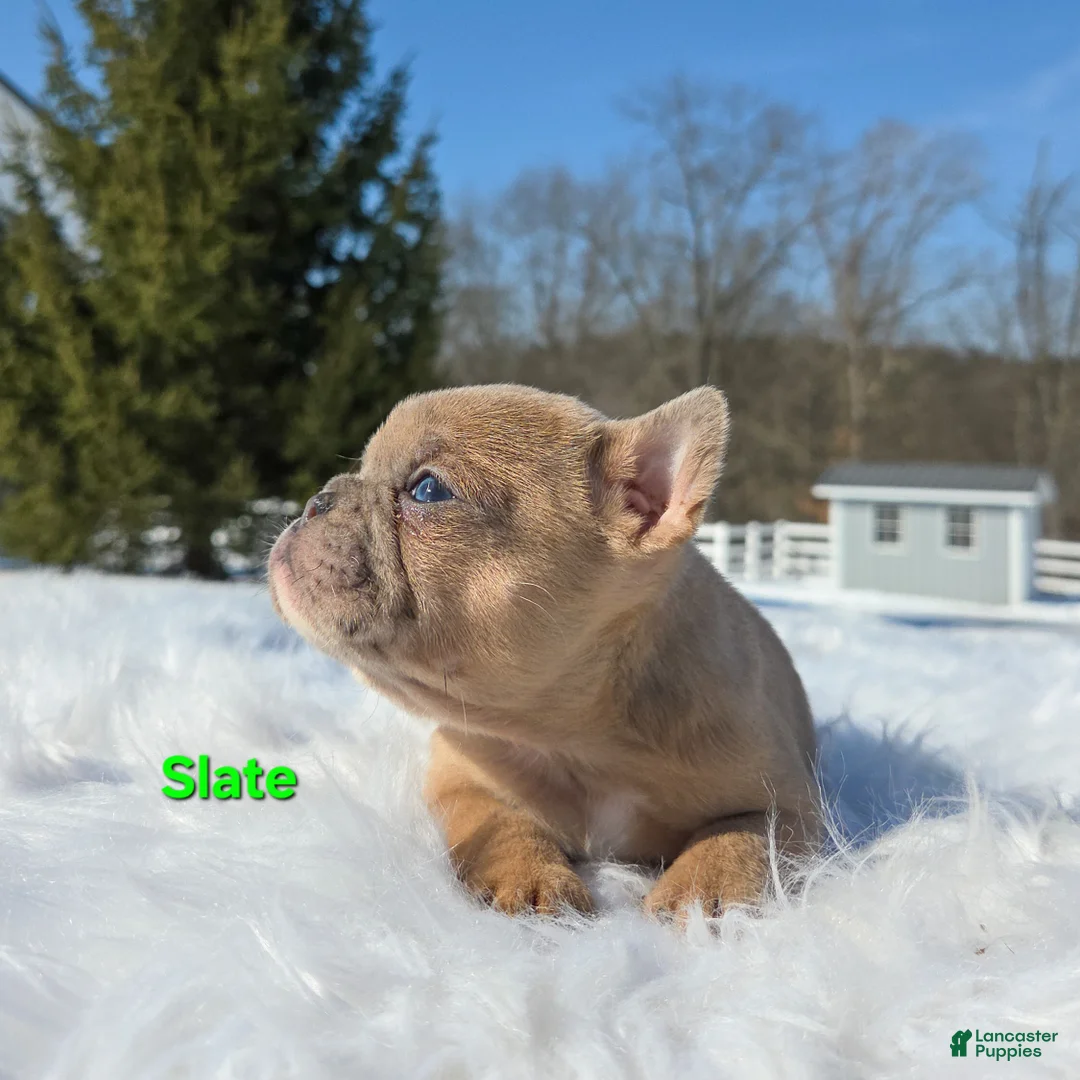 Mixed Breed dogs for sale: Slate - Ad 3