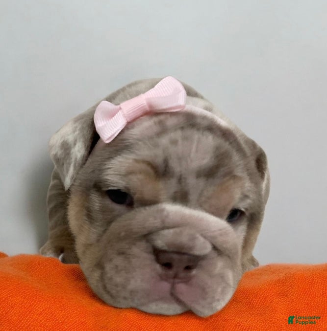 English Bulldog dogs for sale: River - Ad 2