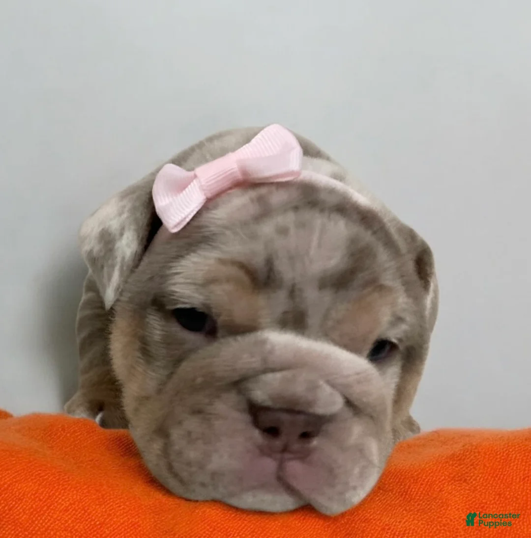 English Bulldog dogs for sale: River - Ad 2