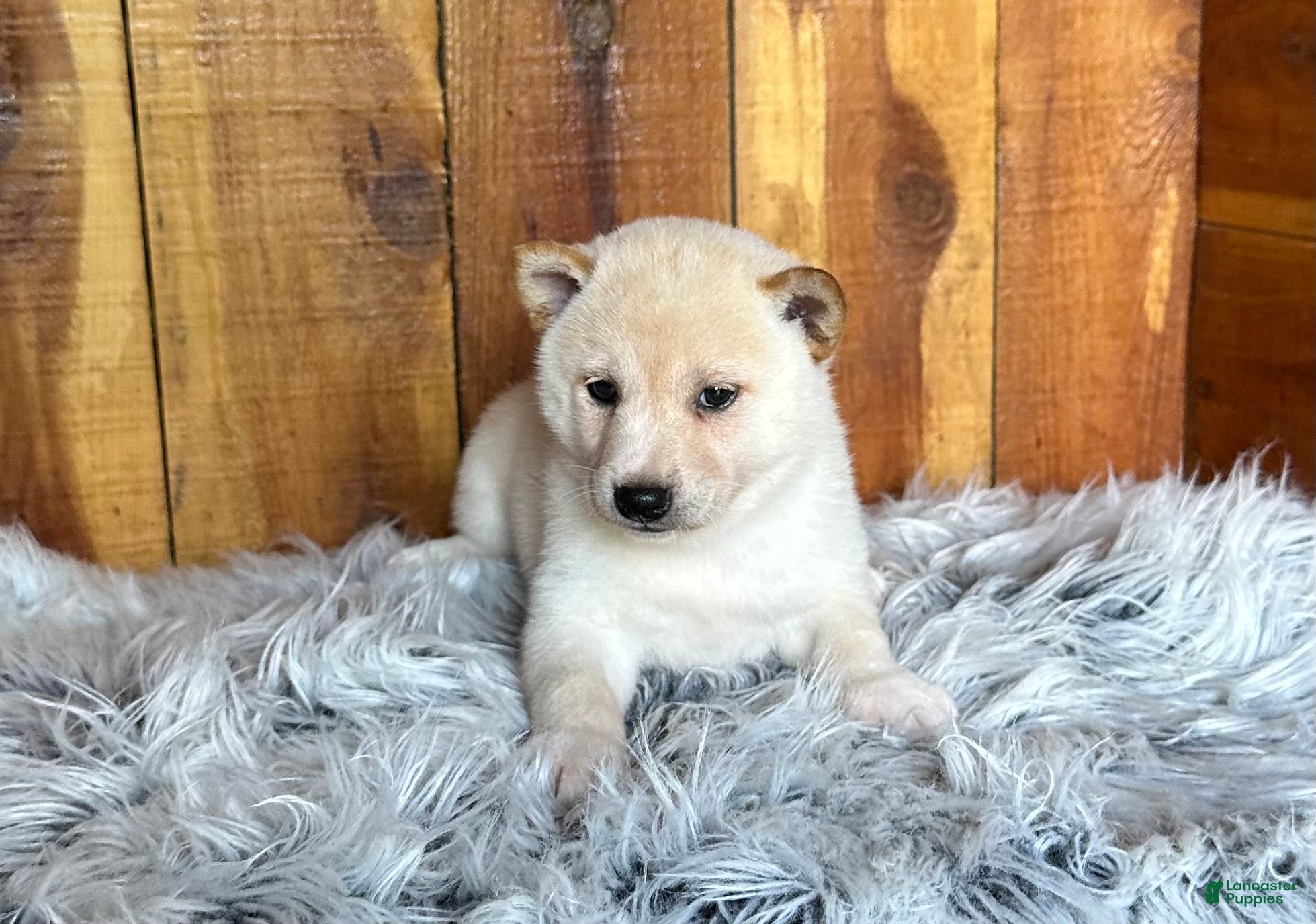 Shiba Inu dogs Shiba Inu Puppy 2 - Ad 2